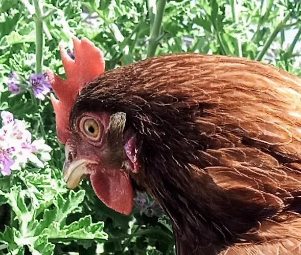 Podere Kiri Dome Experience Glamping Decimomannu