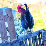 Podere Kiri Dome Experience Luxuszelt