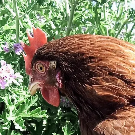 Podere Kiri Dome Experience Lyxtält Decimomannu